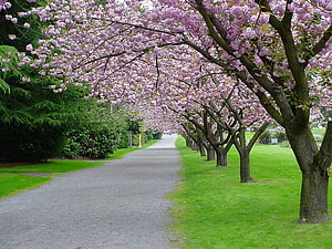 Cherry Blossom Tree Tunnel Lining a Serene Park Pathway in Spring HD wallpaper