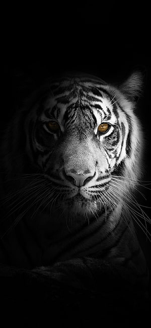 Dramatic Black and White Tiger Portrait with Golden Eyes HD phone wallpaper