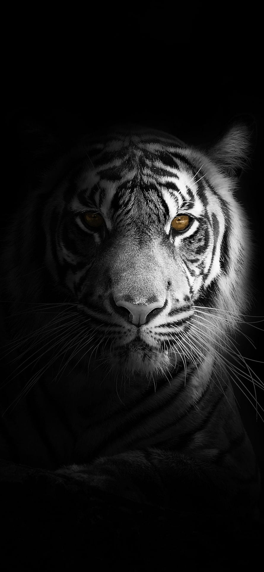 Dramatic Black and White Tiger Portrait with Golden Eyes HD phone wallpaper