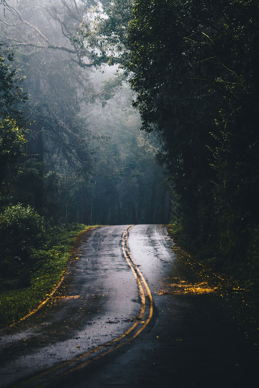 Misty Forest Road Winding Through Dark Green Trees After Rain HD phone wallpaper