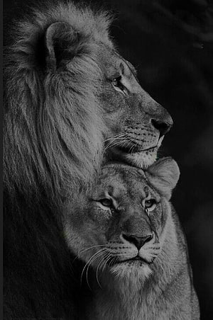 Black and White Portrait of a Lion and Lioness in Intimate Profile HD phone wallpaper
