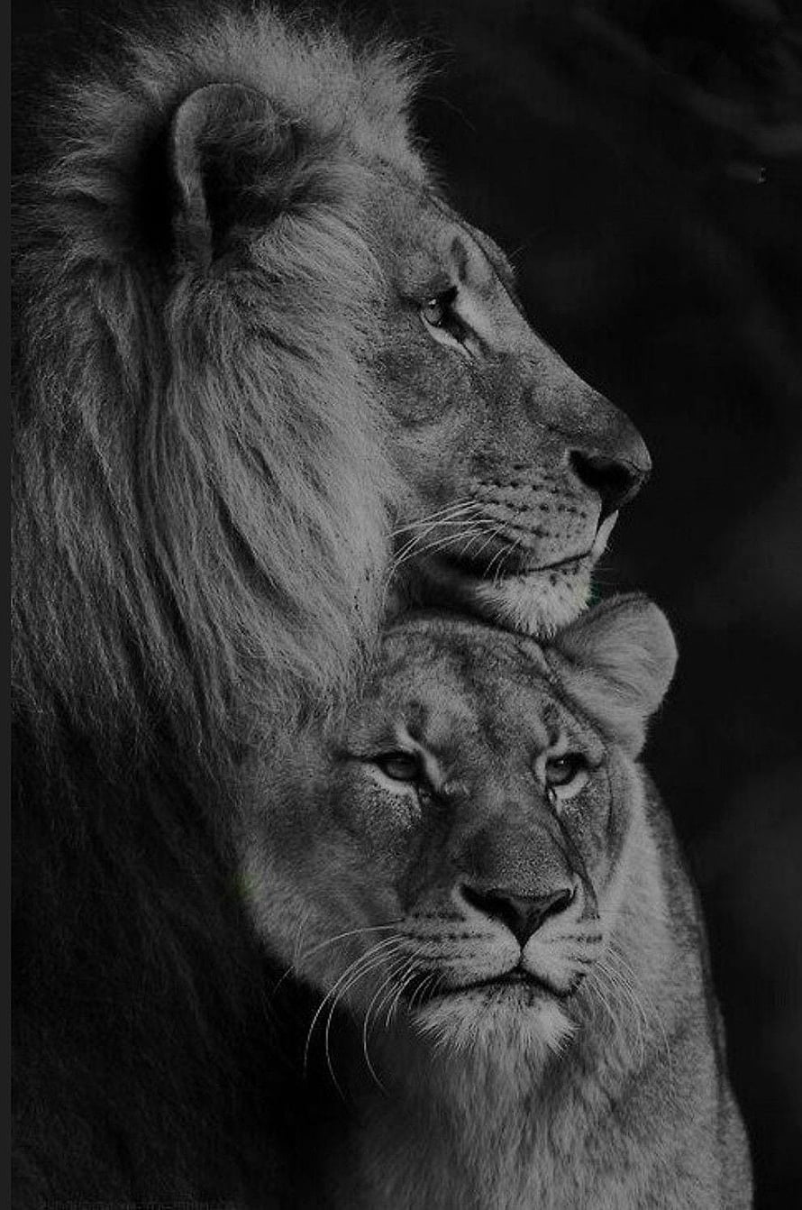 Black and White Portrait of a Lion and Lioness in Intimate Profile HD phone wallpaper