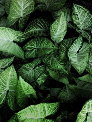 Dark Green Syngonium Houseplant Leaves with Variegated Patterns HD phone wallpaper