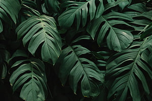 Dark Monstera Leaves Pattern with Deep Green Tropical Foliage and Natural Texture HD wallpaper