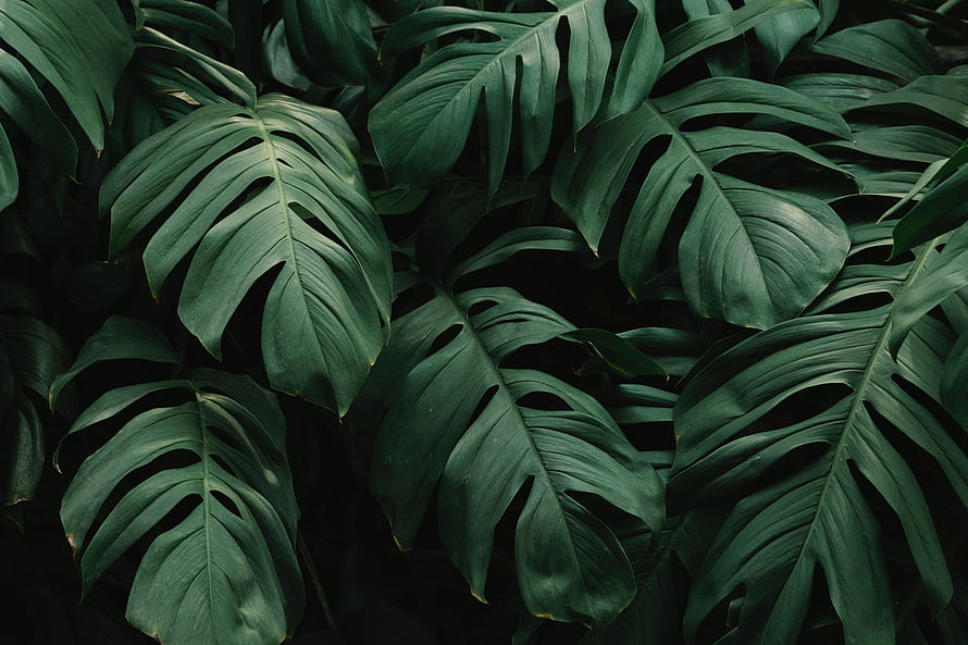 Dark Monstera Leaves Pattern with Deep Green Tropical Foliage and Natural Texture HD wallpaper