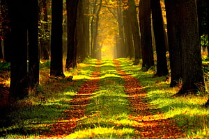 Sunlit Autumn Forest Path with Golden Fog and Tall Trees HD wallpaper