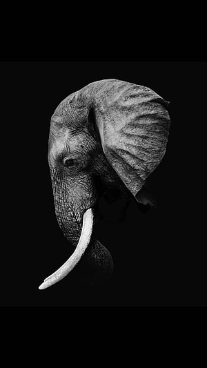 Monochrome Elephant Head Portrait with Prominent Tusks on Black Background HD phone wallpaper