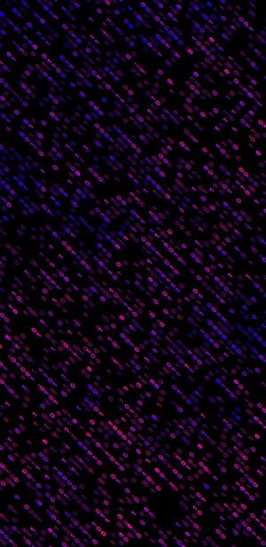 Glowing Binary Code Pattern on Black Background with Neon Purple and Blue Digital Aesthetic HD phone wallpaper