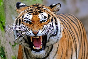 Close-Up Portrait of a Roaring Bengal Tiger with Bared Teeth and Intense Gaze HD wallpaper