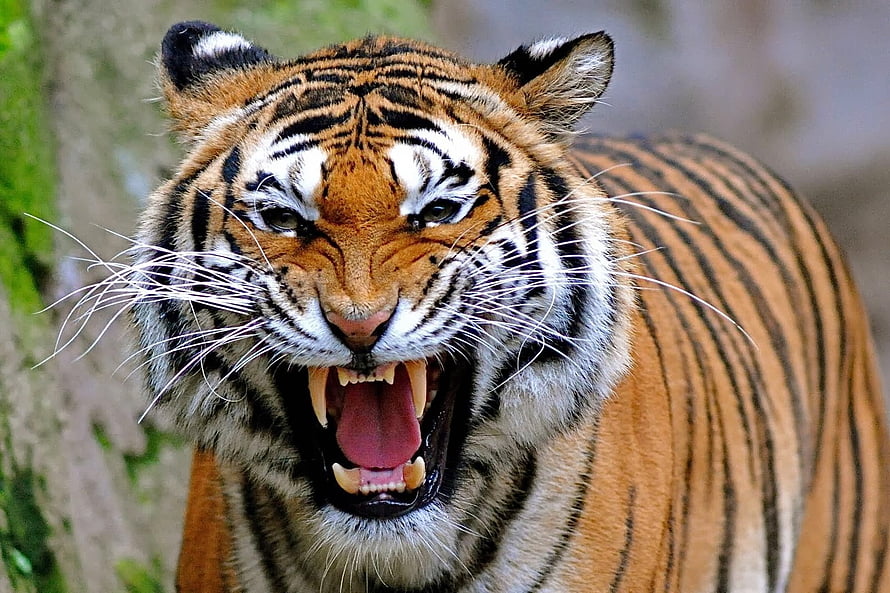 Close-Up Portrait of a Roaring Bengal Tiger with Bared Teeth and Intense Gaze HD wallpaper