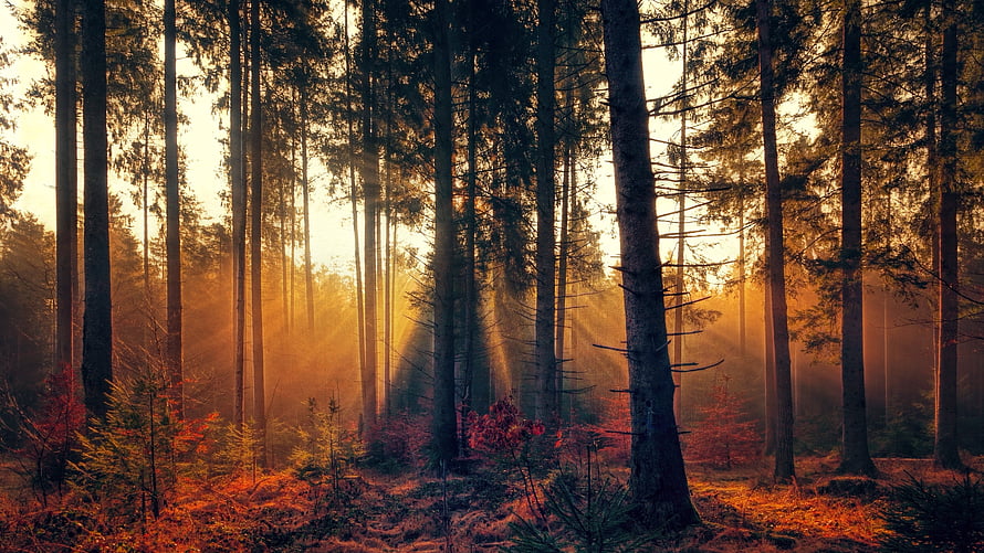 Sunbeams piercing through a misty autumn forest with golden light and tall evergreen trees HD wallpaper