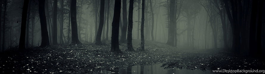 Misty Dark Forest Scene with Tall Trees and Foggy Atmosphere HD wallpaper