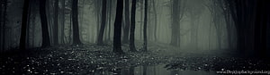 Misty Dark Forest with Tall Trees and Foggy Atmosphere HD wallpaper