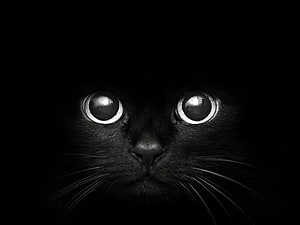 Close-up of a black cat with wide glowing eyes emerging from deep darkness HD wallpaper
