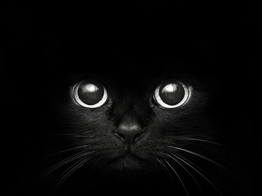 Close-up of a black cat with wide glowing eyes emerging from deep darkness HD wallpaper
