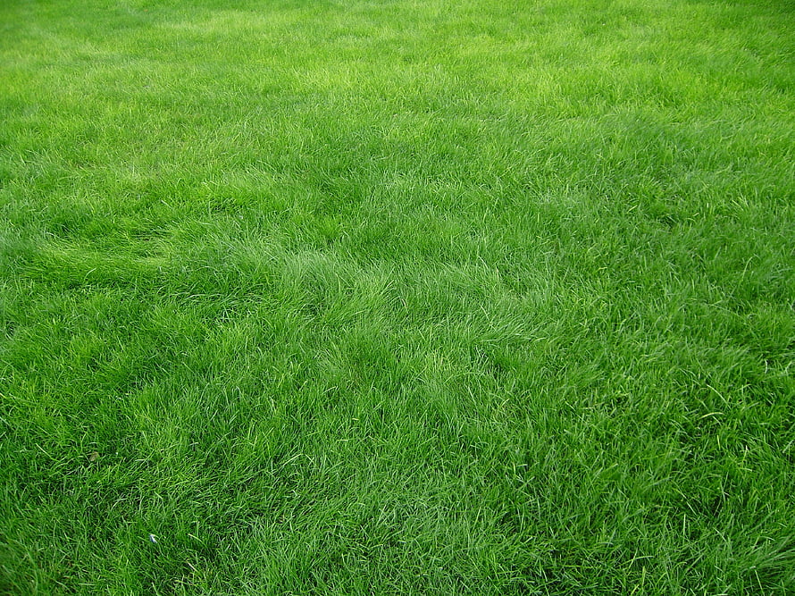 Lush Green Grass Field Texture Close-Up for Nature Backgrounds HD wallpaper