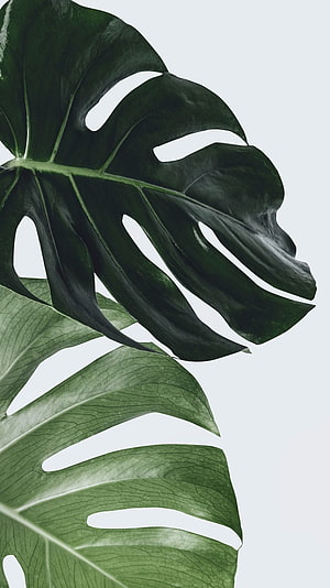 Monstera Leaf Botanical Art with Deep Green Foliage on Minimalist White Background HD phone wallpaper