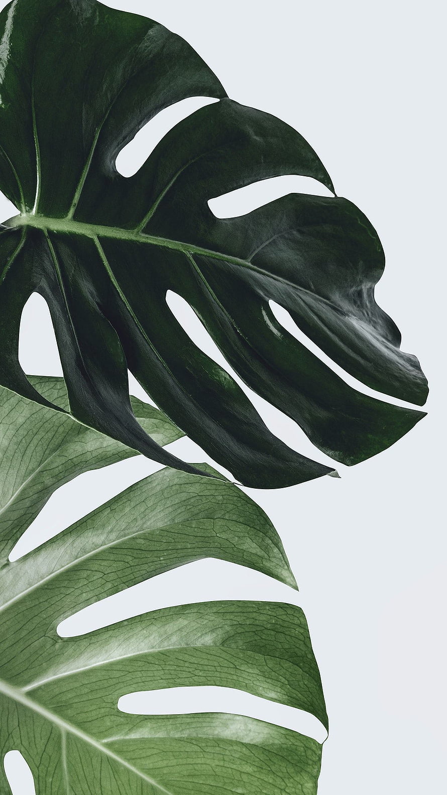 Monstera Leaf Botanical Art with Deep Green Foliage on Minimalist White Background HD phone wallpaper