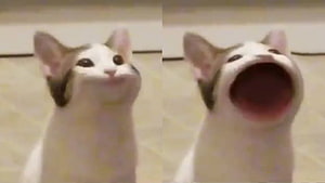 Pop Cat Meme: White and Grey Kitten with Wide Open Mouth in Two-Panel Format HD wallpaper