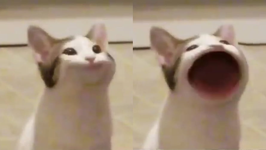 Pop Cat Meme: White and Grey Kitten with Wide Open Mouth in Two-Panel Format HD wallpaper