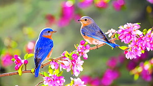 Eastern Bluebirds Perched on a Branch of Vibrant Pink Spring Blossoms HD wallpaper