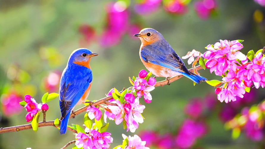 Eastern Bluebirds Perched on a Branch of Vibrant Pink Spring Blossoms HD wallpaper
