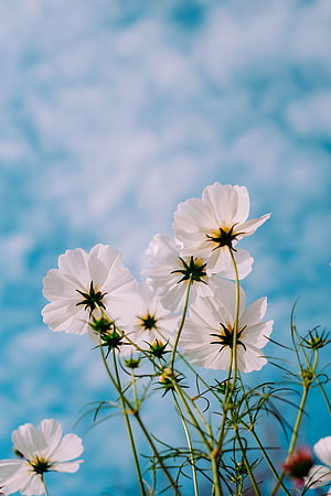 White Cosmos Flowers Blooming Against a Bright Blue Summer Sky HD phone wallpaper