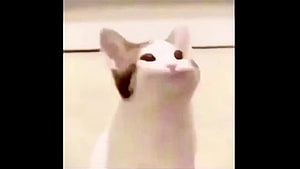 Popcat Meme Cat Looking Up With Wide Eyes and Open Mouth HD wallpaper