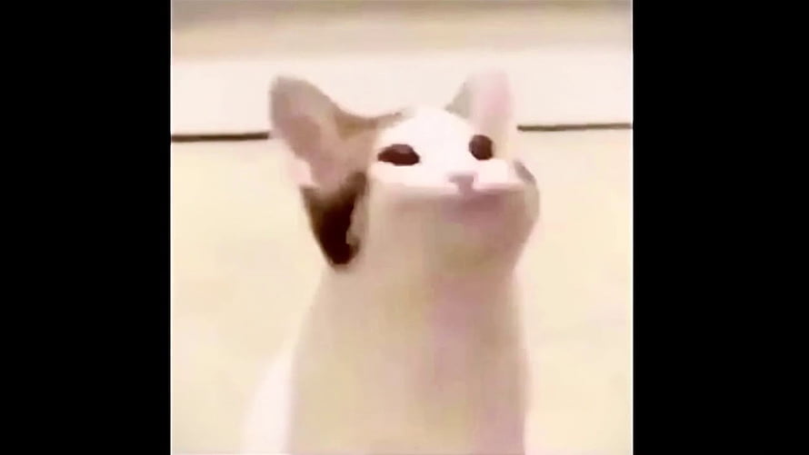 Popcat Meme Cat Looking Up With Wide Eyes and Open Mouth HD wallpaper