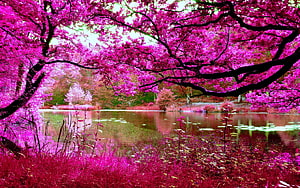 Vibrant Pink Blossoms Over a Serene Pond in a Lush Spring Landscape HD wallpaper