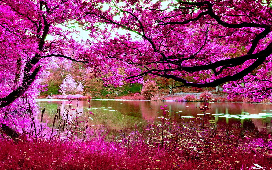 Vibrant Pink Blossoms Over a Serene Pond in a Lush Spring Landscape HD wallpaper
