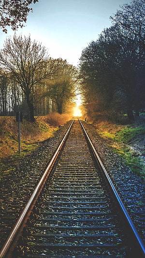 Sunlit railway tracks stretching through a forest at golden hour HD phone wallpaper