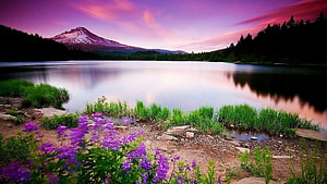 Serene Mountain Lake at Sunset with Purple Wildflowers and Snow-Capped Peak HD wallpaper