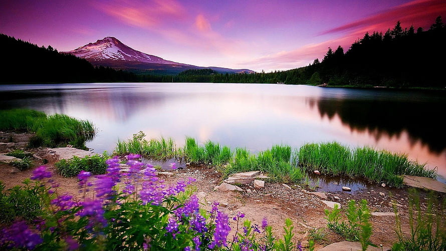 Serene Mountain Lake at Sunset with Purple Wildflowers and Snow-Capped Peak HD wallpaper