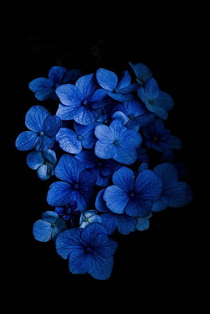 Vibrant Blue Hydrangea Blooms Against a Deep Black Background HD phone wallpaper