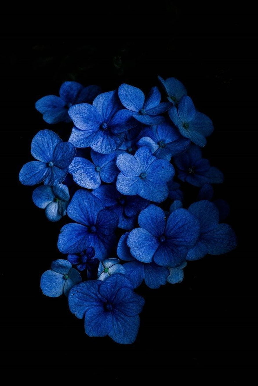 Vibrant Blue Hydrangea Blooms Against a Deep Black Background HD phone wallpaper