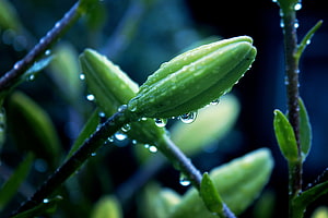 Close-up of a green flower bud with dew drops on a dark background HD wallpaper