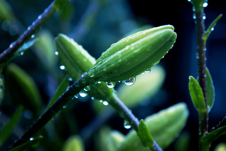 Close-up of a green flower bud with dew drops on a dark background HD wallpaper