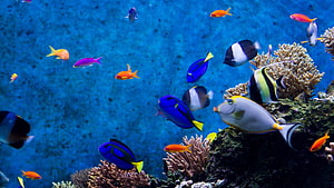 Vibrant tropical fish swimming among coral reefs in deep blue ocean water HD wallpaper