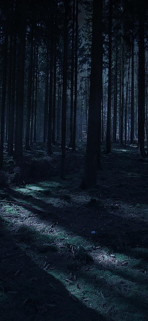 Moody Dark Pine Forest at Night with Moonlit Ground and Tall Trees HD phone wallpaper