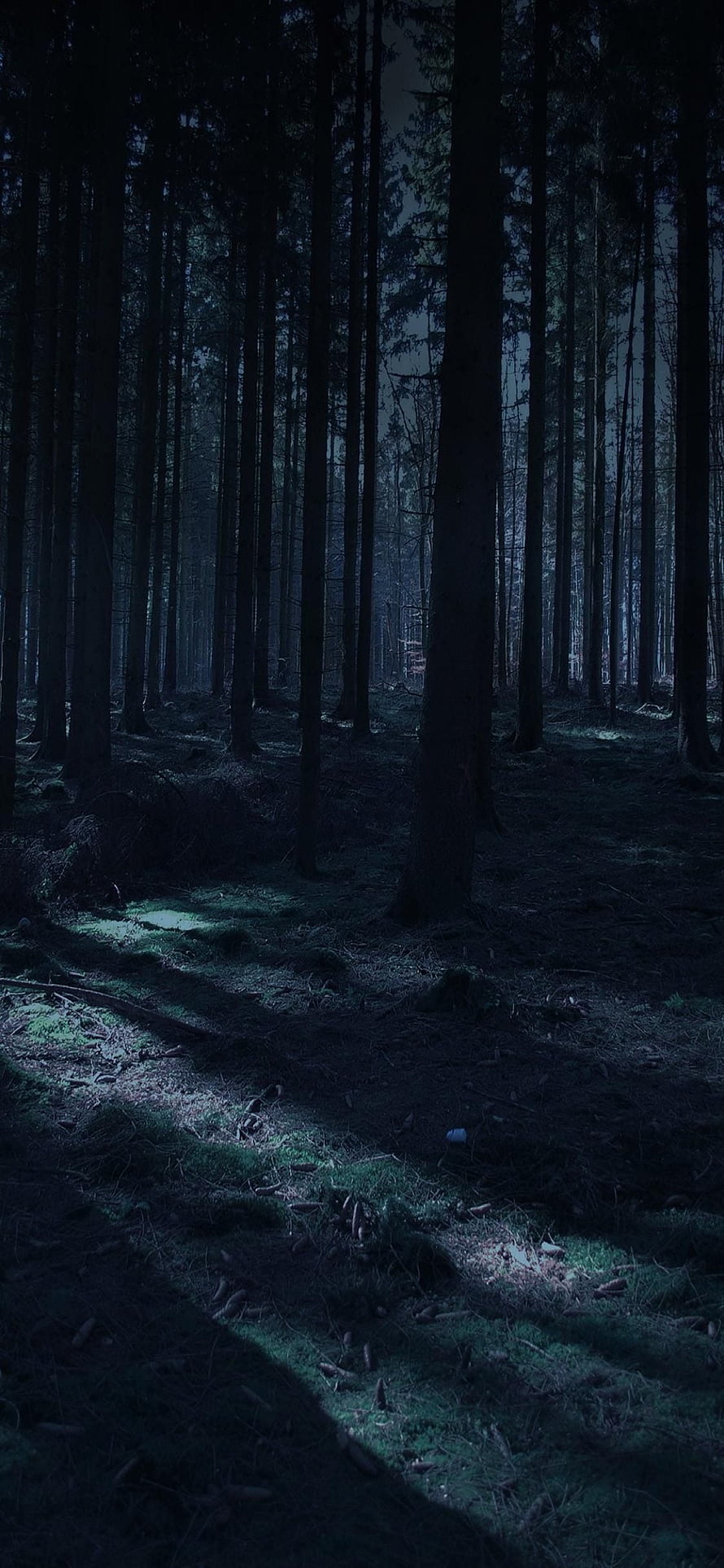 Moody Dark Pine Forest at Night with Moonlit Ground and Tall Trees HD phone wallpaper
