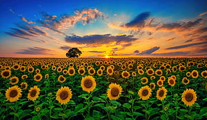 Vast Sunflower Field at Golden Hour with Dramatic Sunset Sky and Distant Tree HD wallpaper