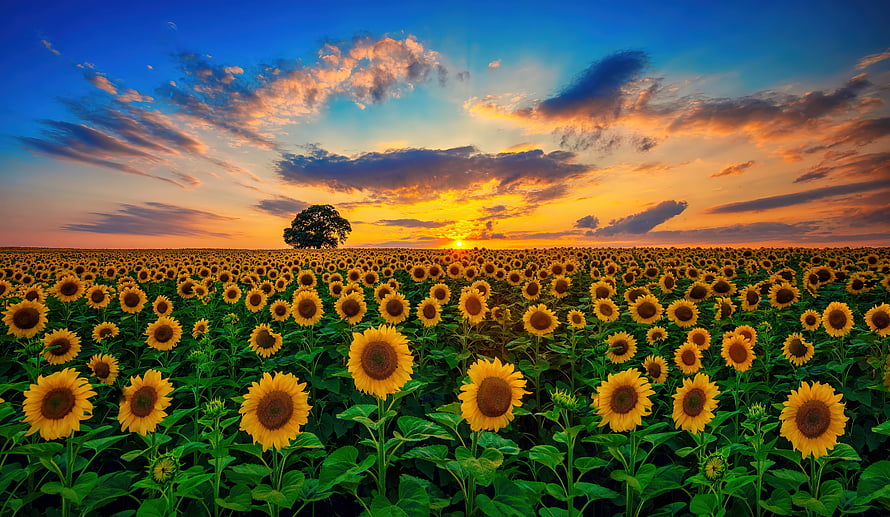 Vast Sunflower Field at Golden Hour with Dramatic Sunset Sky and Distant Tree HD wallpaper
