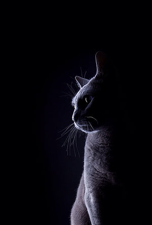 Dramatic Side Profile of a Grey Cat in Low Light Against a Black Background HD phone wallpaper