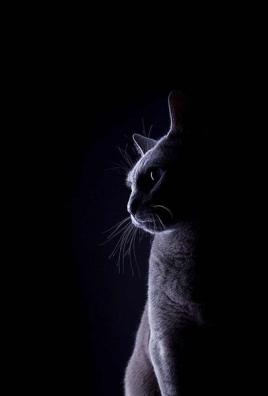 Dramatic Side Profile of a Grey Cat in Low Light Against a Black Background HD phone wallpaper
