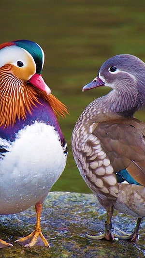 Male and Female Mandarin Ducks Standing Together on a Wet Rock by the Water HD phone wallpaper