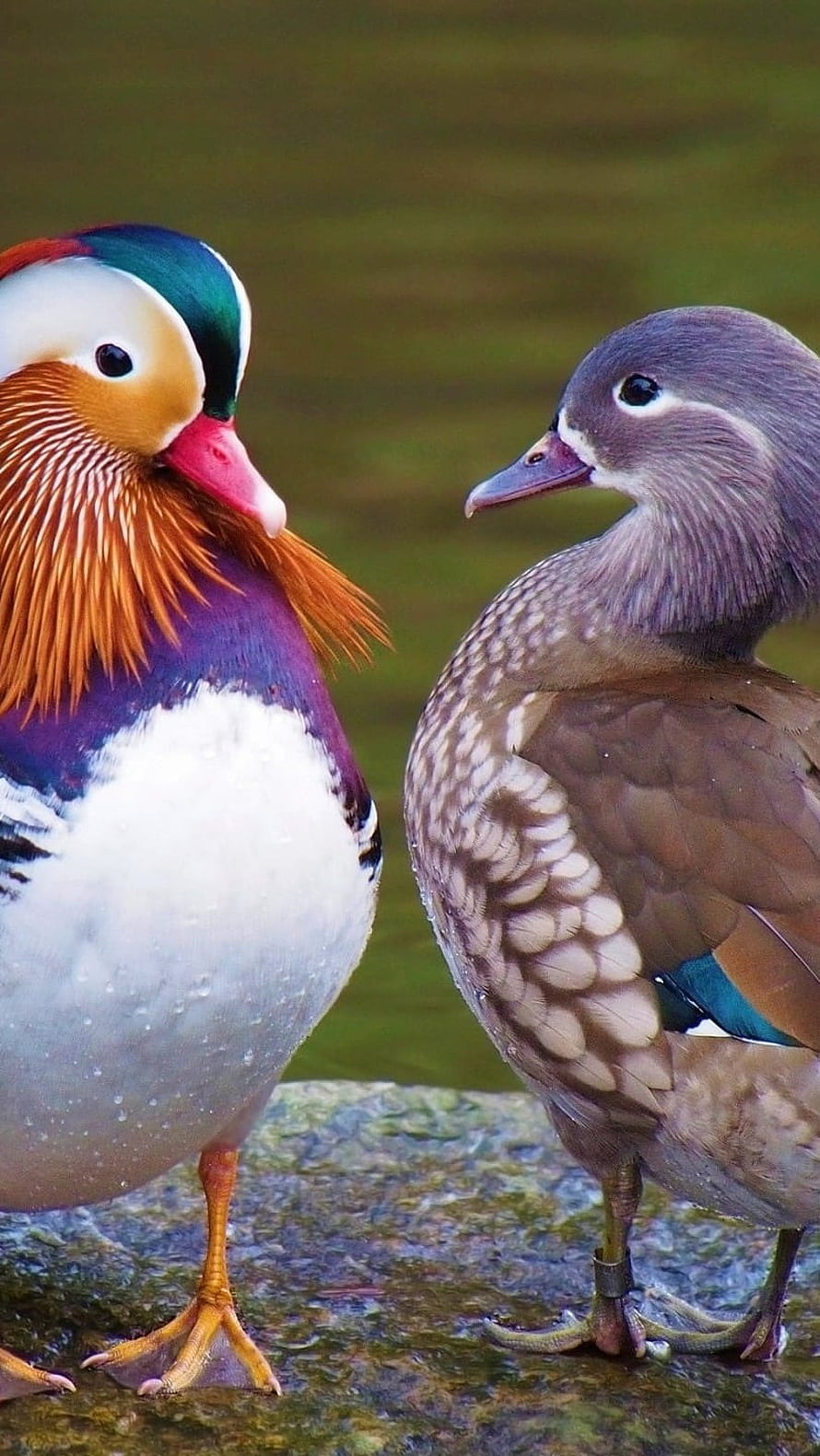 Male and Female Mandarin Ducks Standing Together on a Wet Rock by the Water HD phone wallpaper