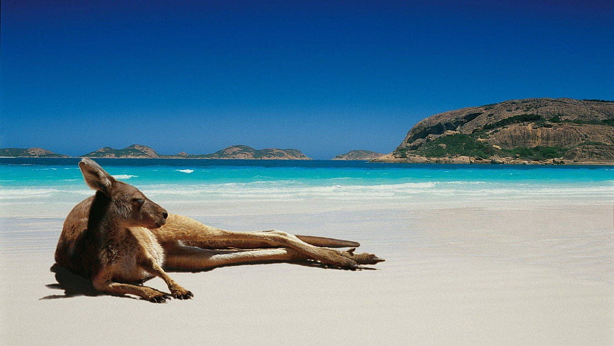 Kangaroo Resting on White Sand Beach with Turquoise Water and Rocky Islands HD wallpaper