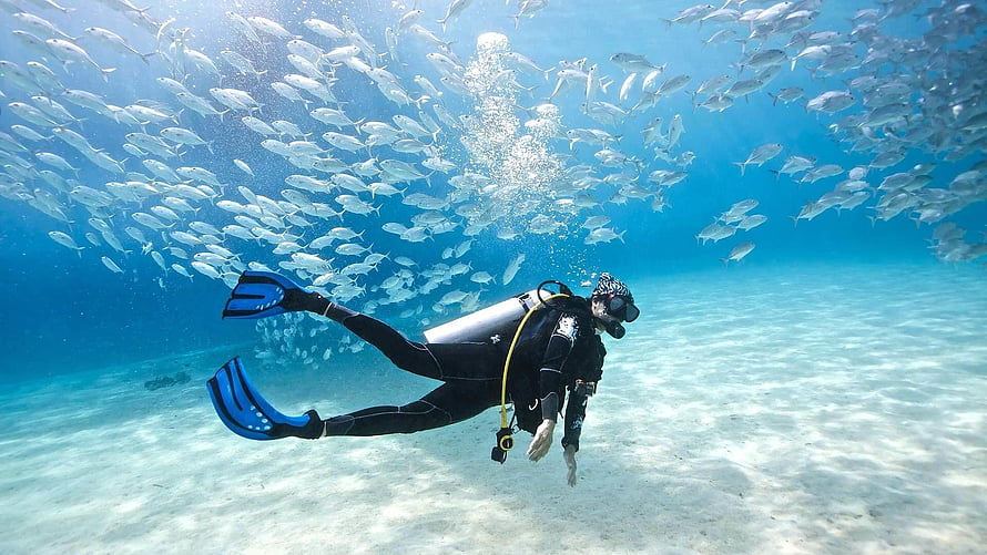 Scuba Diver Swimming Beneath a Massive School of Silver Fish in Clear Blue Ocean Water HD wallpaper