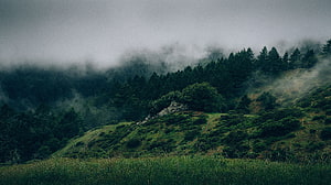 Misty Forested Hills with Rolling Green Meadows and Low-Hanging Clouds HD wallpaper